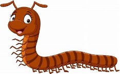 Mille-pattes symbolique signification